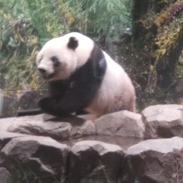 恩賜上野動物園に投稿された画像（2025/6/25）