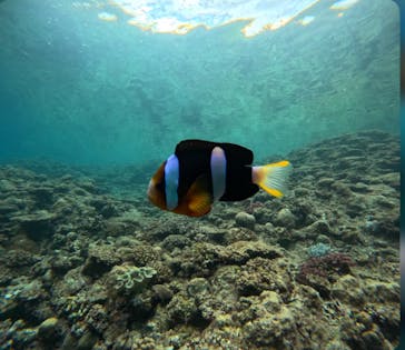 沖縄マリンサービス碧に投稿された画像（2025/6/25）