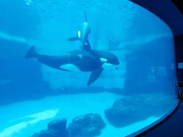 名古屋港水族館に投稿された画像（2025/6/25）