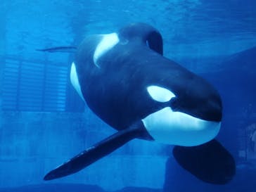 名古屋港水族館に投稿された画像（2025/6/25）