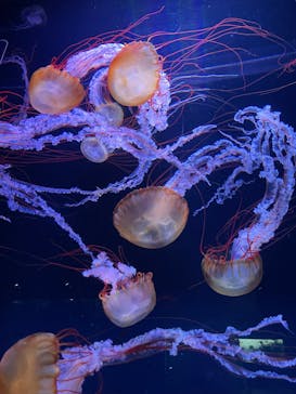 すみだ水族館に投稿された画像（2025/6/25）
