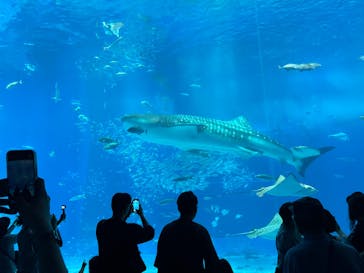 沖縄美ら海水族館に投稿された画像（2025/6/25）