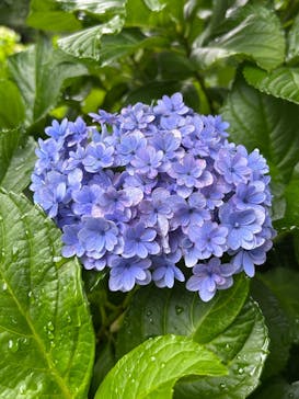 ニューヨークランプミュージアム＆フラワーガーデンに投稿された画像（2025/6/25）