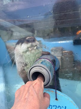 ゼロ距離水族館 伊勢シーパラダイスに投稿された画像（2025/6/25）