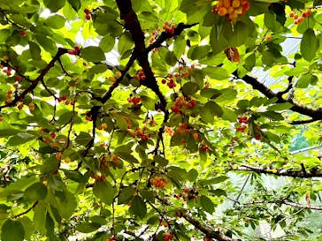 果実の里 原田農園に投稿された画像（2025/6/25）