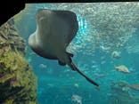 上越市立水族博物館 うみがたりに投稿された画像（2025/6/26）