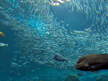 上越市立水族博物館 うみがたりに投稿された画像（2025/6/25）