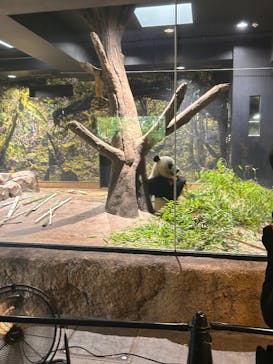 恩賜上野動物園に投稿された画像（2025/6/26）