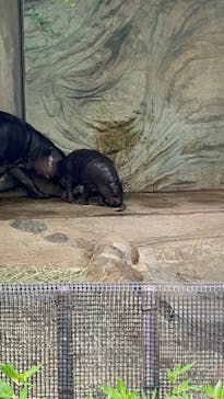 恩賜上野動物園に投稿された画像（2025/6/26）