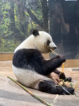 恩賜上野動物園に投稿された画像（2025/6/26）