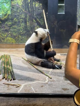 恩賜上野動物園に投稿された画像（2025/6/26）