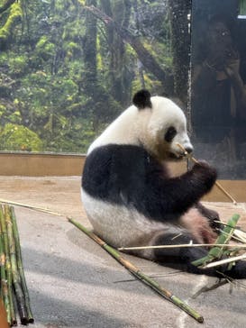 恩賜上野動物園に投稿された画像（2025/6/26）