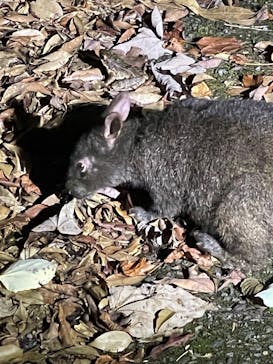 奄美ナイトツアーサービスに投稿された画像（2025/6/26）