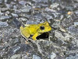 奄美ナイトツアーサービスに投稿された画像（2025/6/26）