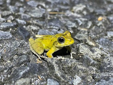 奄美ナイトツアーサービスに投稿された画像（2025/6/26）