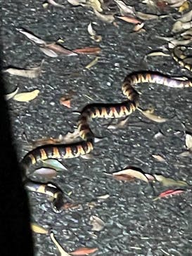 奄美ナイトツアーサービスに投稿された画像（2025/6/26）