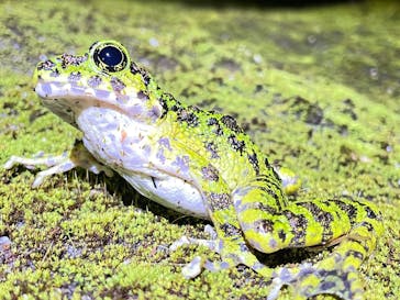 奄美ナイトツアーサービスに投稿された画像（2025/6/26）