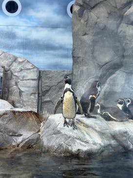 新江ノ島水族館に投稿された画像（2025/6/26）