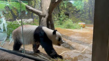 恩賜上野動物園に投稿された画像（2025/6/26）