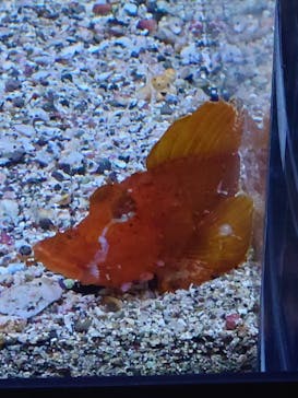 新江ノ島水族館に投稿された画像（2025/6/26）