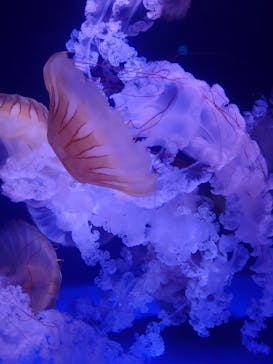 新江ノ島水族館に投稿された画像（2025/6/26）