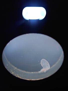 新江ノ島水族館に投稿された画像（2025/6/26）