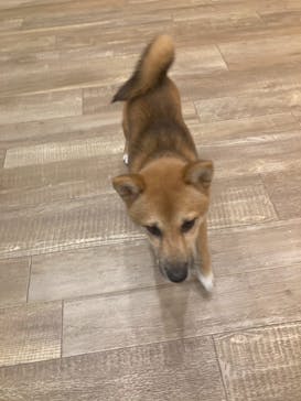 いぬカフェRio イオンモール福岡店に投稿された画像（2025/6/26）