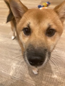 いぬカフェRio イオンモール福岡店に投稿された画像（2025/6/26）