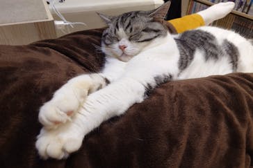 猫カフェモカ　イオンモール幕張新都心店に投稿された画像（2025/6/26）