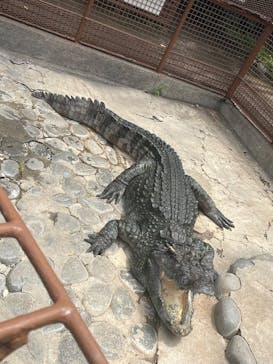 熱川バナナワニ園に投稿された画像（2025/6/26）