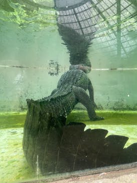 熱川バナナワニ園に投稿された画像（2025/6/26）