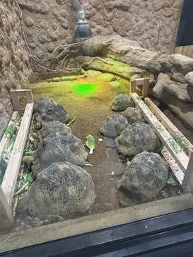 熱川バナナワニ園に投稿された画像（2025/6/26）