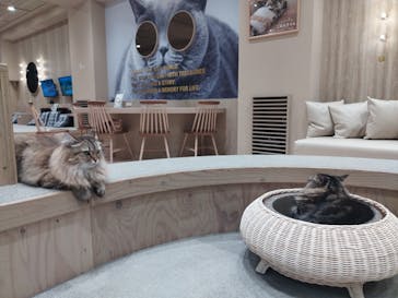 猫カフェモカ イオンモール岡山店に投稿された画像（2025/6/26）