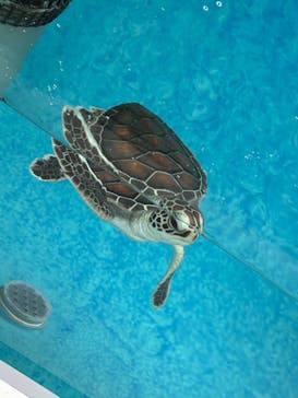 名古屋港水族館に投稿された画像（2025/6/26）