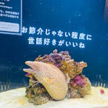 横浜開運水族館 フォーチュンアクアリウムに投稿された画像（2025/6/26）