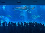 沖縄美ら海水族館に投稿された画像（2025/6/27）