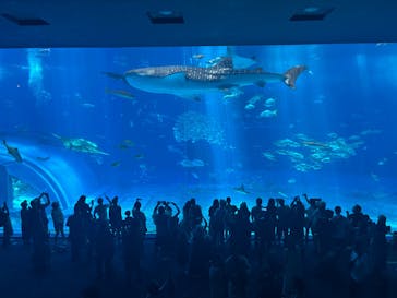 沖縄美ら海水族館に投稿された画像（2025/6/27）