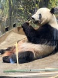 恩賜上野動物園に投稿された画像（2025/6/27）