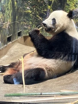 恩賜上野動物園に投稿された画像（2025/6/27）