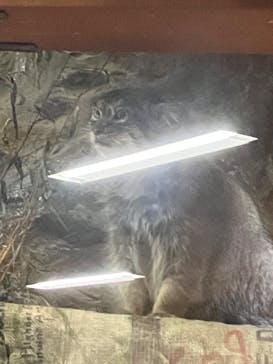 恩賜上野動物園に投稿された画像（2025/6/27）