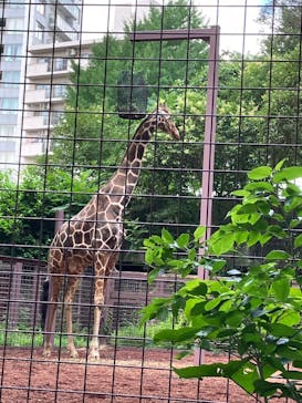 恩賜上野動物園に投稿された画像（2025/6/27）
