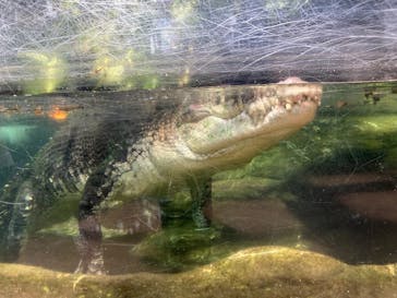 恩賜上野動物園に投稿された画像（2025/6/27）