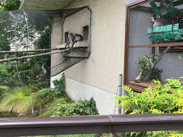 恩賜上野動物園に投稿された画像（2025/6/27）