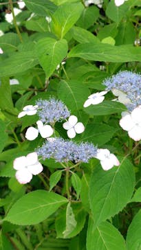 彫刻の森美術館に投稿された画像（2025/6/27）