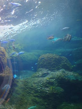 新江ノ島水族館に投稿された画像（2025/6/27）