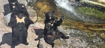 奥飛騨クマ牧場に投稿された画像（2025/6/27）