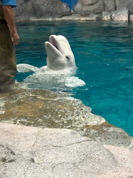 名古屋港水族館に投稿された画像（2025/6/27）