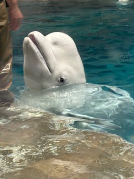 名古屋港水族館に投稿された画像（2025/6/27）