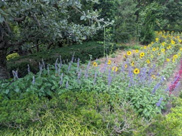 安城産業文化公園デンパークに投稿された画像（2025/6/27）