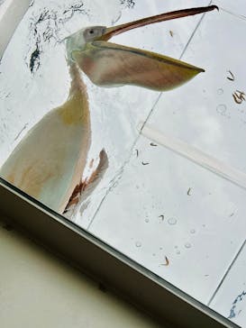 サンシャイン水族館に投稿された画像（2025/6/27）